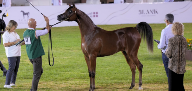 بطولة جمال الخيل العربية 15: 276 رأسًا تتنافس في الرياض على جوائز بقيمة 700 ألف ريال