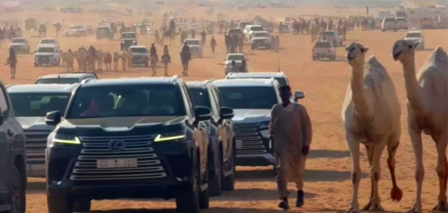 مغامرة 650 شبك: مزاد ساجر للإبل يفتح أبوابه في الرياض